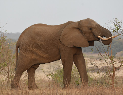 African elephant foraging in savanna habitat