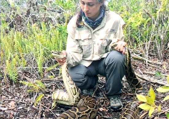 The Great Python Invasion