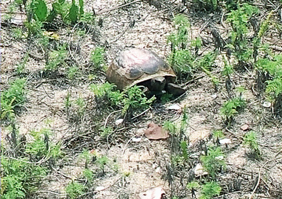 Tortoise Tastes
