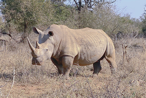 White rhinoceros in savanna habitat