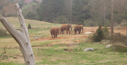 NCZooelephants.jpg
