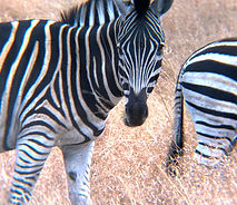 IMG-2087_edited