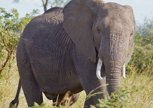 Elephants in the US