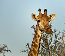 IMG-1797
