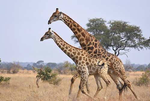 Two giraffes moving across open savanna