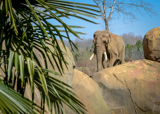 Elephant at the North Carolina Zoo