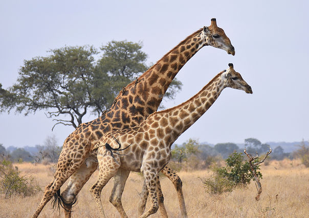 Do giraffes change flowers?