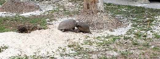 tortoise2_edited.jpg