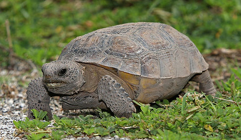 800px-Gopherus_polyphemus_Tomfriedel.jpg